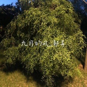 九月的风