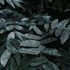 窗台的雨声
