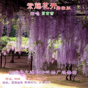 紫藤花开 (舞曲版)封面