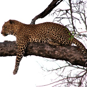 Satisfaction Guaranteed January 6