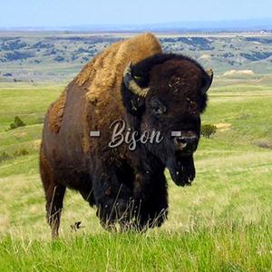 Bison (Explicit)