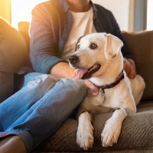 Las Mascotas Se Relajan Con El Gentil Lofi