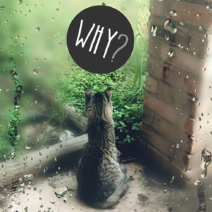 Why (feat. Coax)