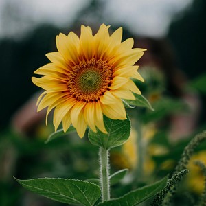 我们的星辰大海 (合唱版)