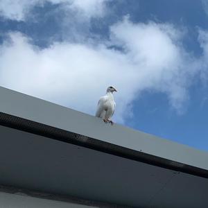 Joachim Georg Freiherr von Streit - Wieder da