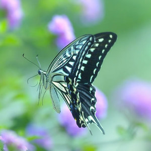 江南柳（张燕）MMM Master