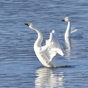 The Dancing Cranes