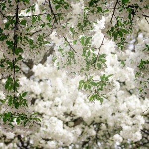 The Girl Watching The Christmas Tree