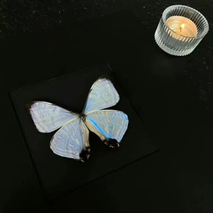 不二 - 当真爱出现（风向BGM）