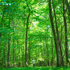 Dschungel (Explicit)