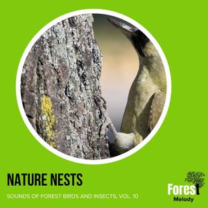 Nature Nests - Sounds of Forest Birds and Insects, Vol. 10