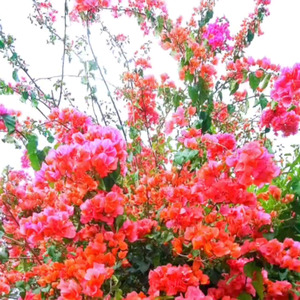 我们有缘相遇春天里 (伴奏)