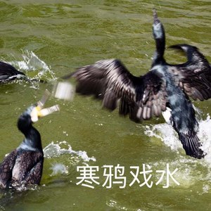 踏莎行·寒鸦戏水