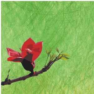 我心中的木棉花