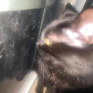 lil morrison (Explicit)