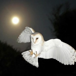 stranger things than me (Explicit)