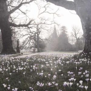 icanthelpbutcry (feat. tinosfuneral & Carson Cook)