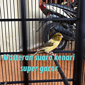 Masteran Suara Kenari Super Gacor (Live)