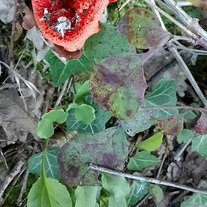 Searching for my sound (Explicit)