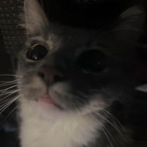 GOTHSTARZ (Explicit)