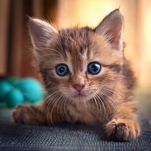 Patitas Moviéndose A Través Del Sueño