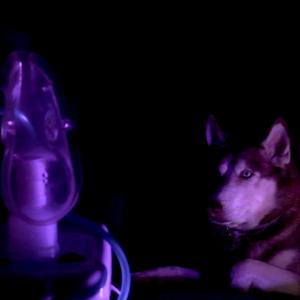 Husky nebulizador (feat. ASMR STONKS)