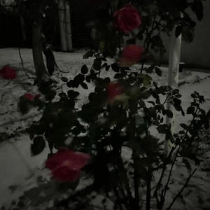 Over the Hedge (Explicit)