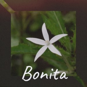 Bonita