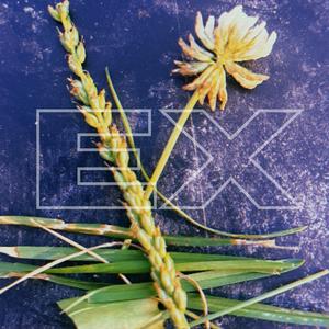 Anger Issues (Demo Version)