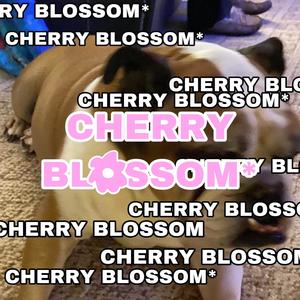 COUNT IT UP(feat. Blessa) (Explicit)