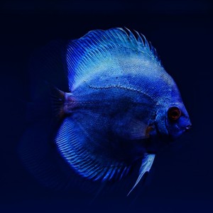Mysteries of the Sea