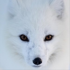 Avaritia: Greed(feat. Vindla String Quartet & Fredrik Hermansson)