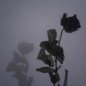 Roses Are Black