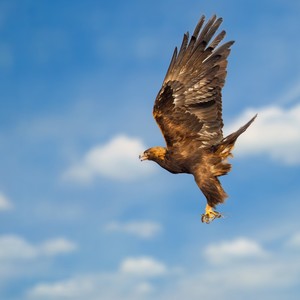 股骨头坏死保髋歌