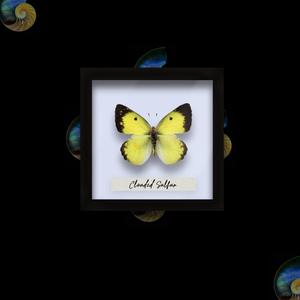 Clouded Sulphur (Explicit)