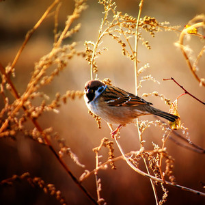 三生三世 (美好版)