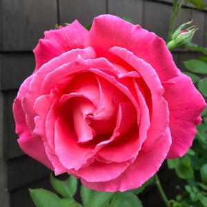 Nervous 1.4 (Explicit)