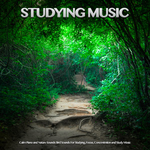 Studying Music: Calm Piano and Nature Sounds Bird Sounds For Studying, Focus, Concentration and Study Music