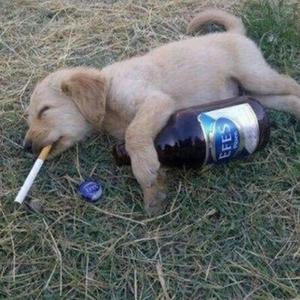 Robitussin (Explicit)