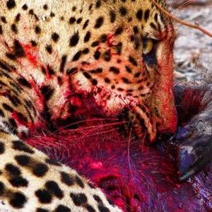 Leopard print and bloody blades (Explicit)