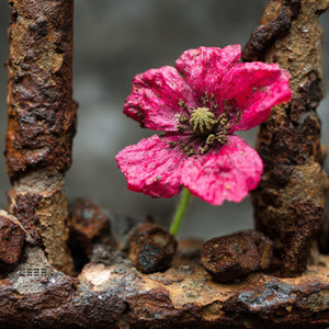 НАМ НЕ СВЕТИТ НИЧЕГО