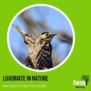 Luxuriate in Nature - Melodies to Help You Sleep