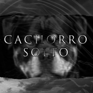 Cachorro Solto
