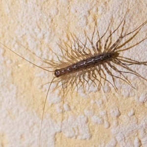 Centipedes (feat. Siixths & FreePerryShawty) (Explicit)