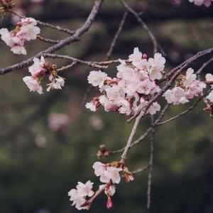 Olvidarme de ti (Explicit)