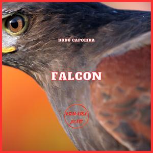 Falcon