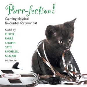 Purr-fection! Calming Classical Favourites for Your Cat