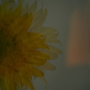 栞 (feat. 草田一駿)