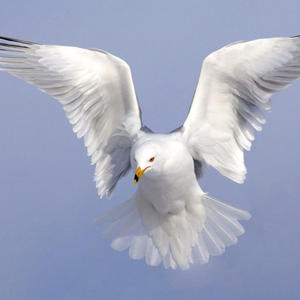 FLAP FEATHERS (Explicit)