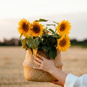 盛夏如花·向阳不变